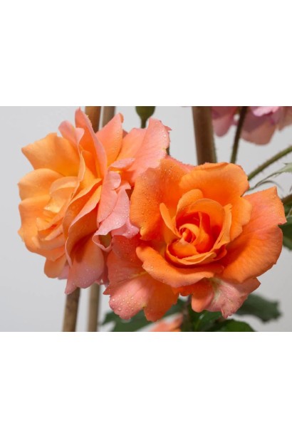 Чашевидные цветы с волнистыми лепестками розы Вестерленд